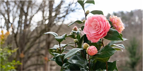 création de massifs et jardinieres