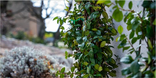 plantations d arbres et arbustes