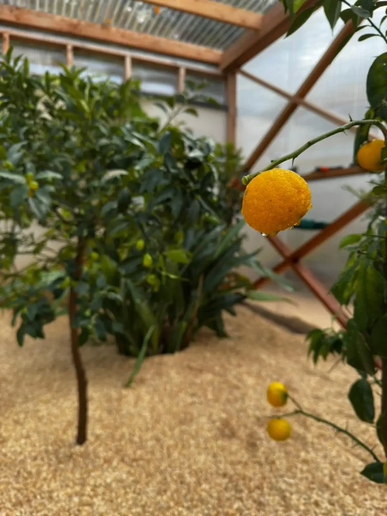 WhatsApp Image 2026-01-07 at 16.39.19 (2)