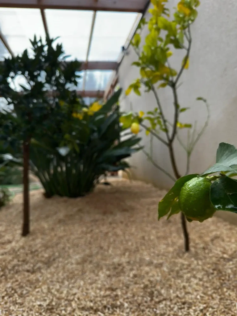 WhatsApp Image 2026-01-07 at 16.39.19 (3)